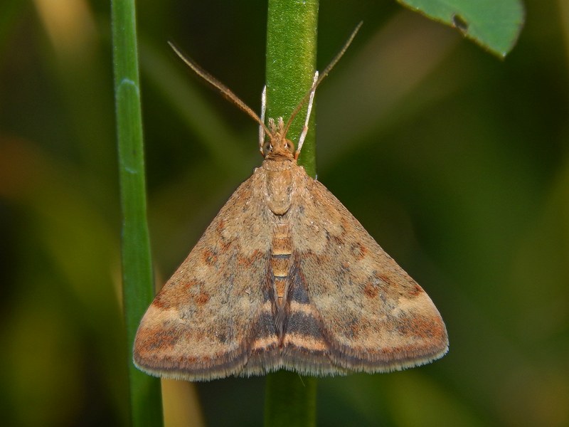 Aporodes florealis? - Pyrausta despicata